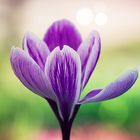 Crocus