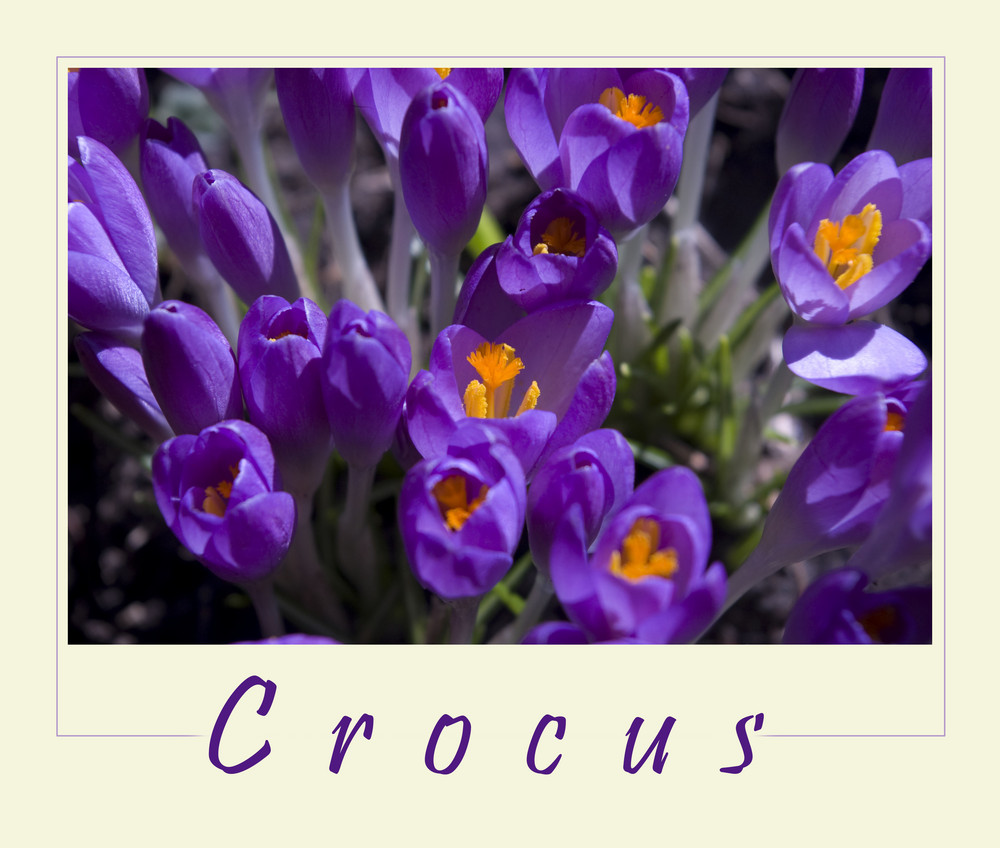 ~ crocus ~