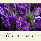 ~ crocus ~