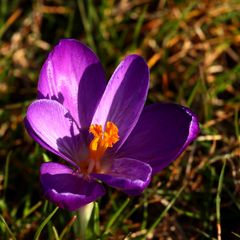 Crocus