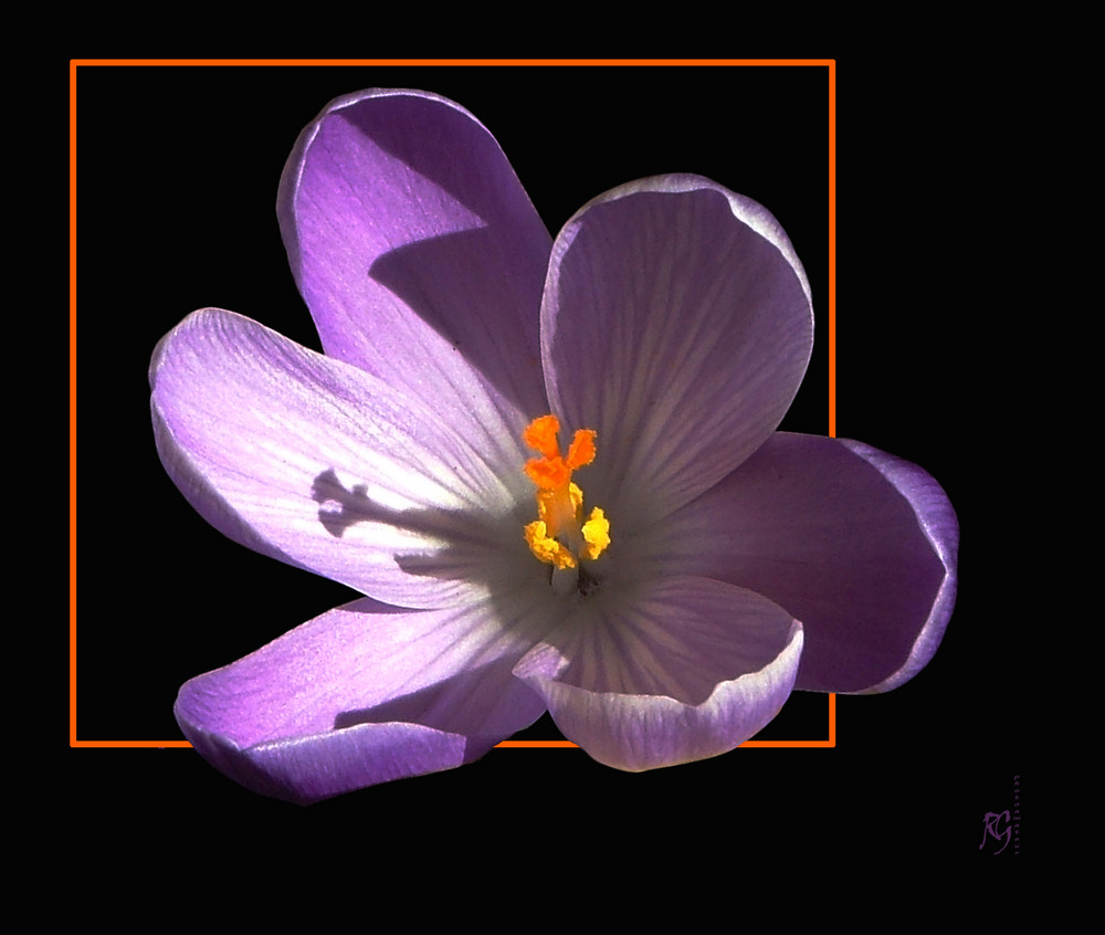 Crocus