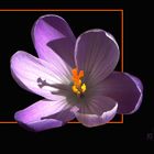 Crocus