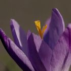 Crocus