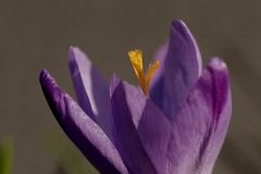 Crocus