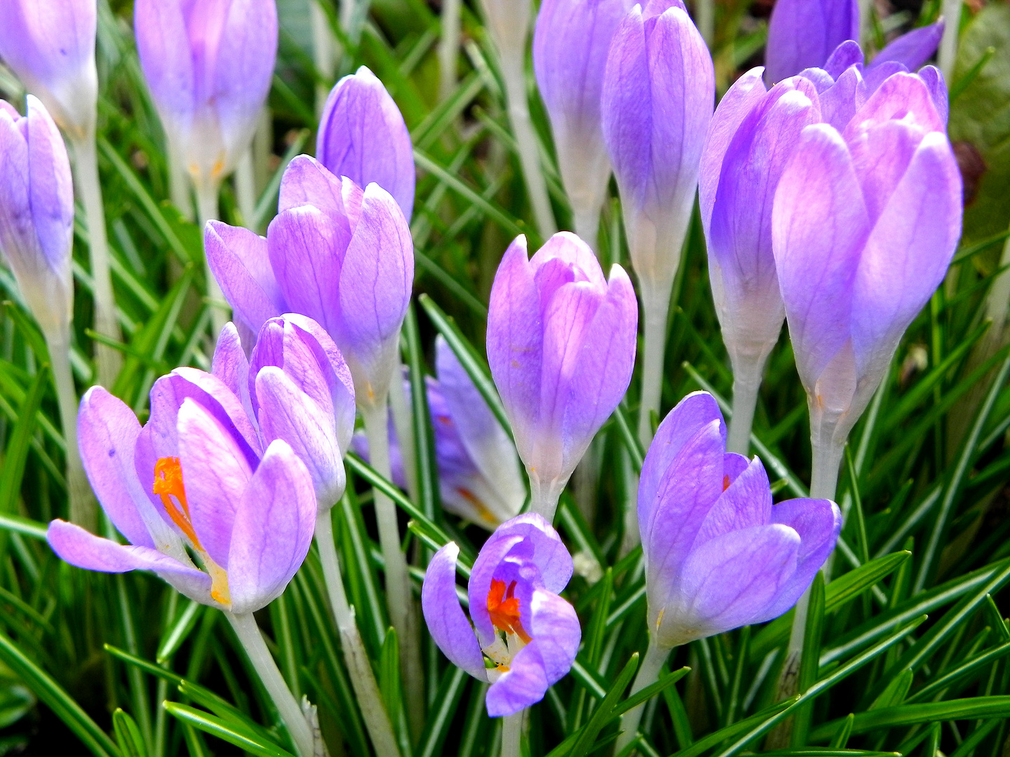 Crocus