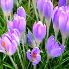 Crocus