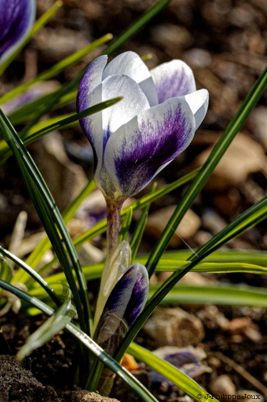 Crocus -