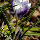 Crocus -