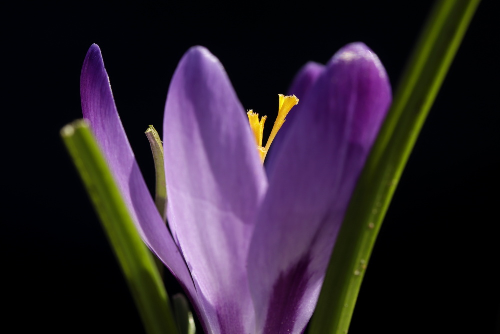 Crocus