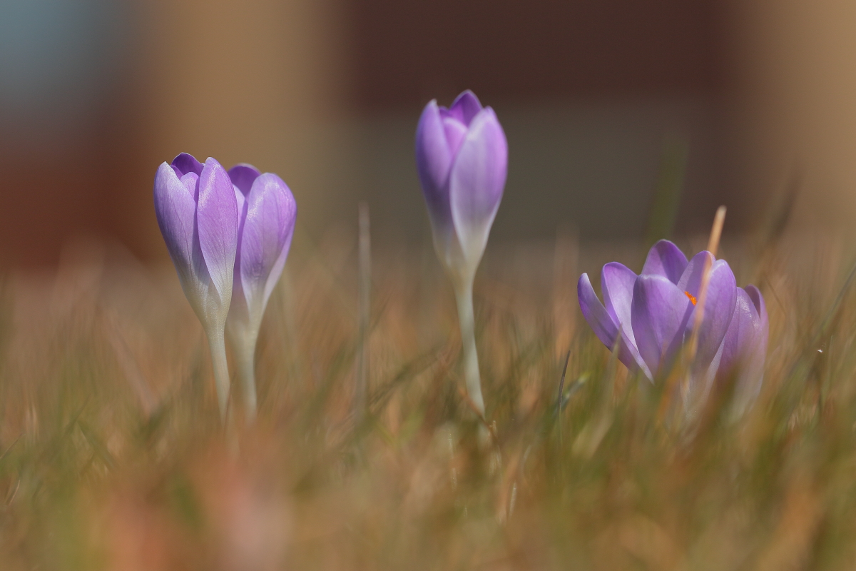 Crocus