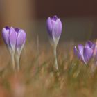 Crocus