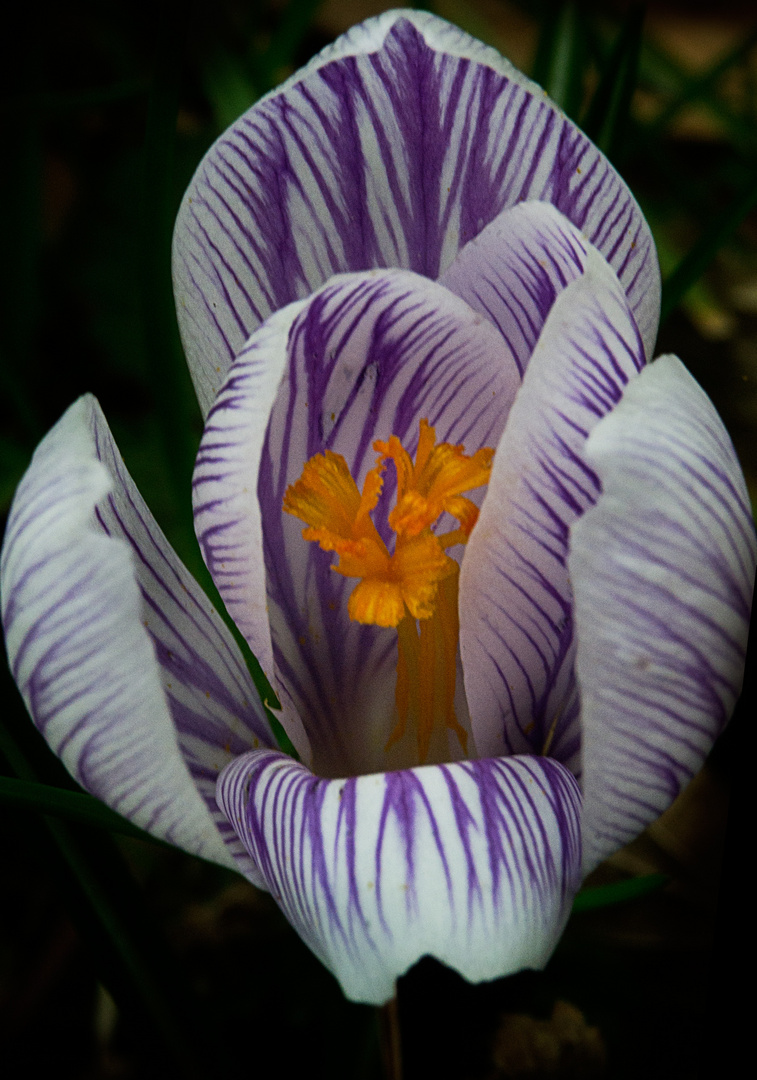 crocus