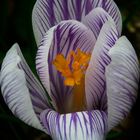 crocus