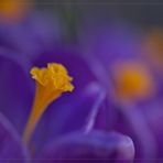 ... crocus ...