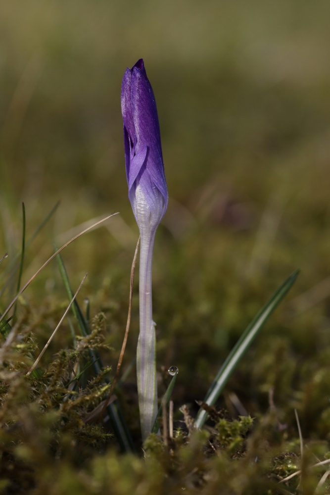 Crocus