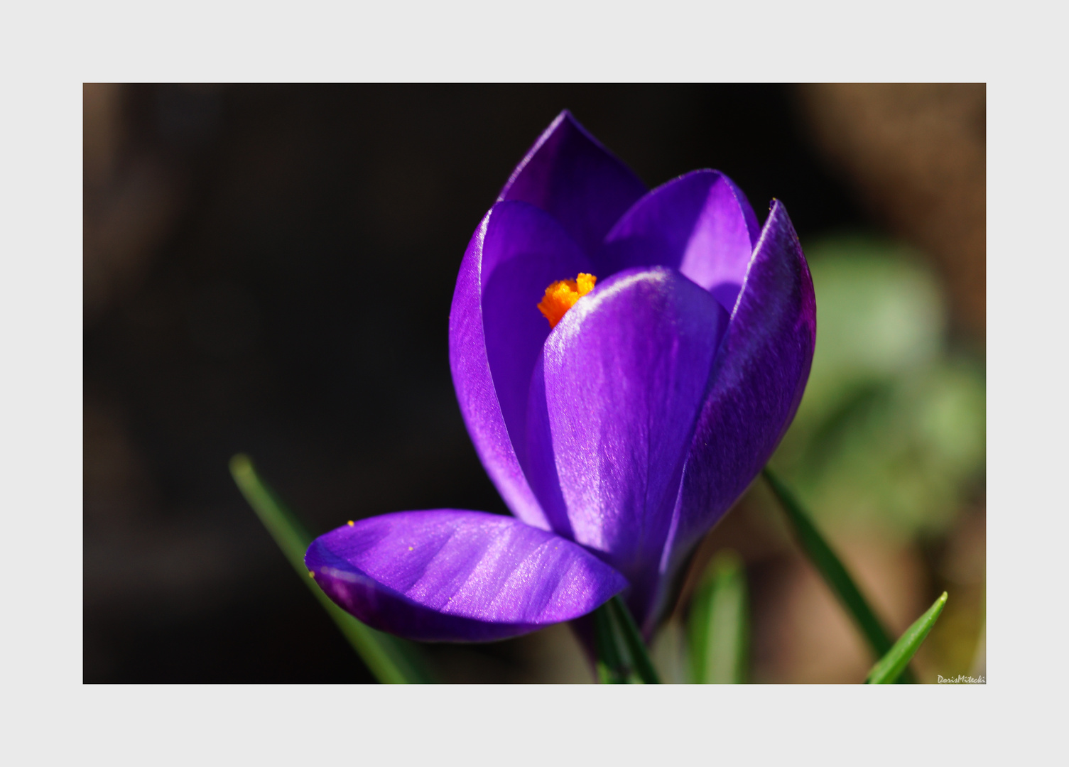 Crocus