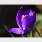 Crocus