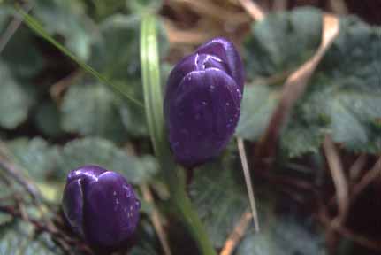 Crocus, East Sooke Park