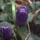 Crocus, East Sooke Park