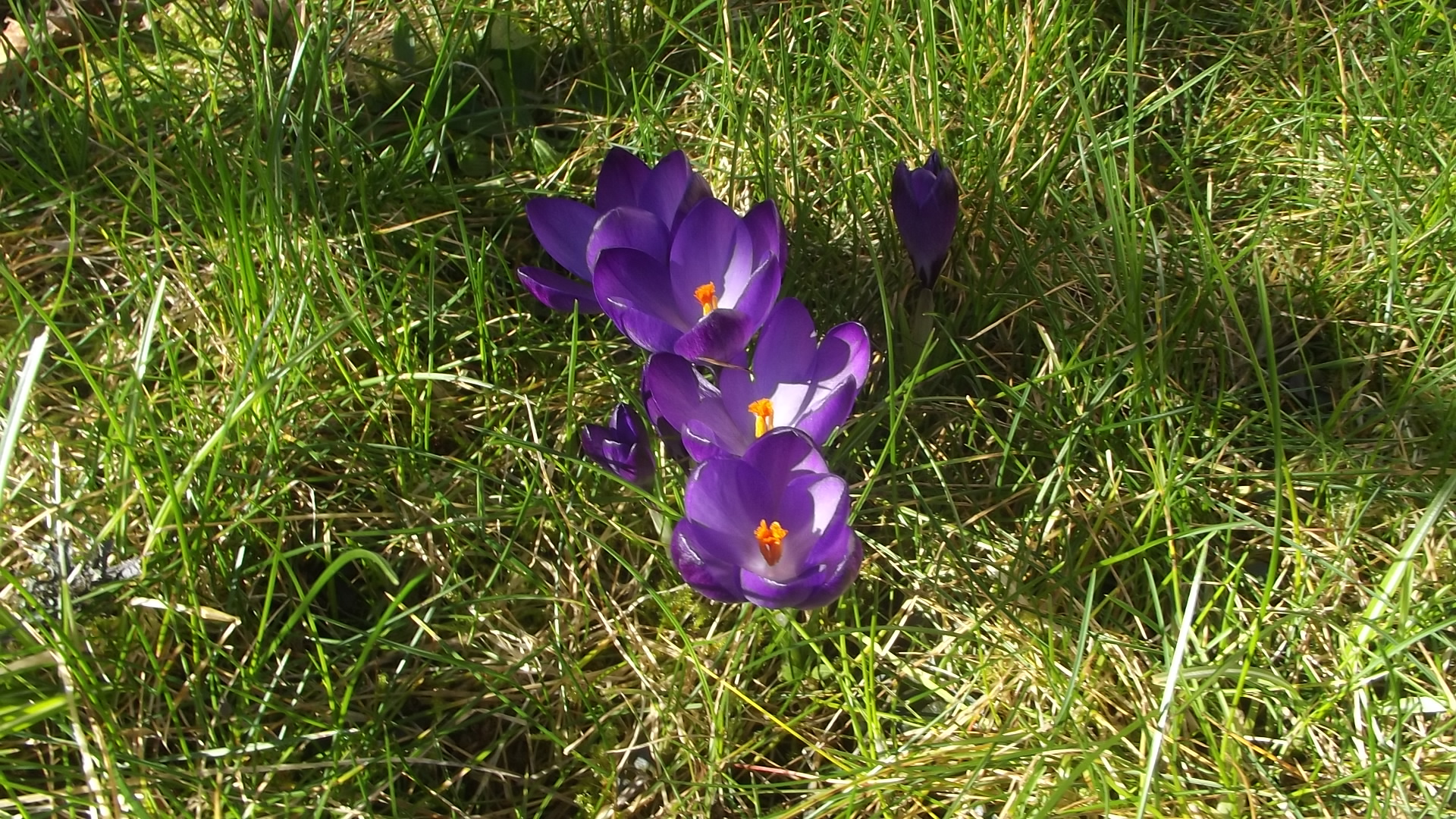 Crocus