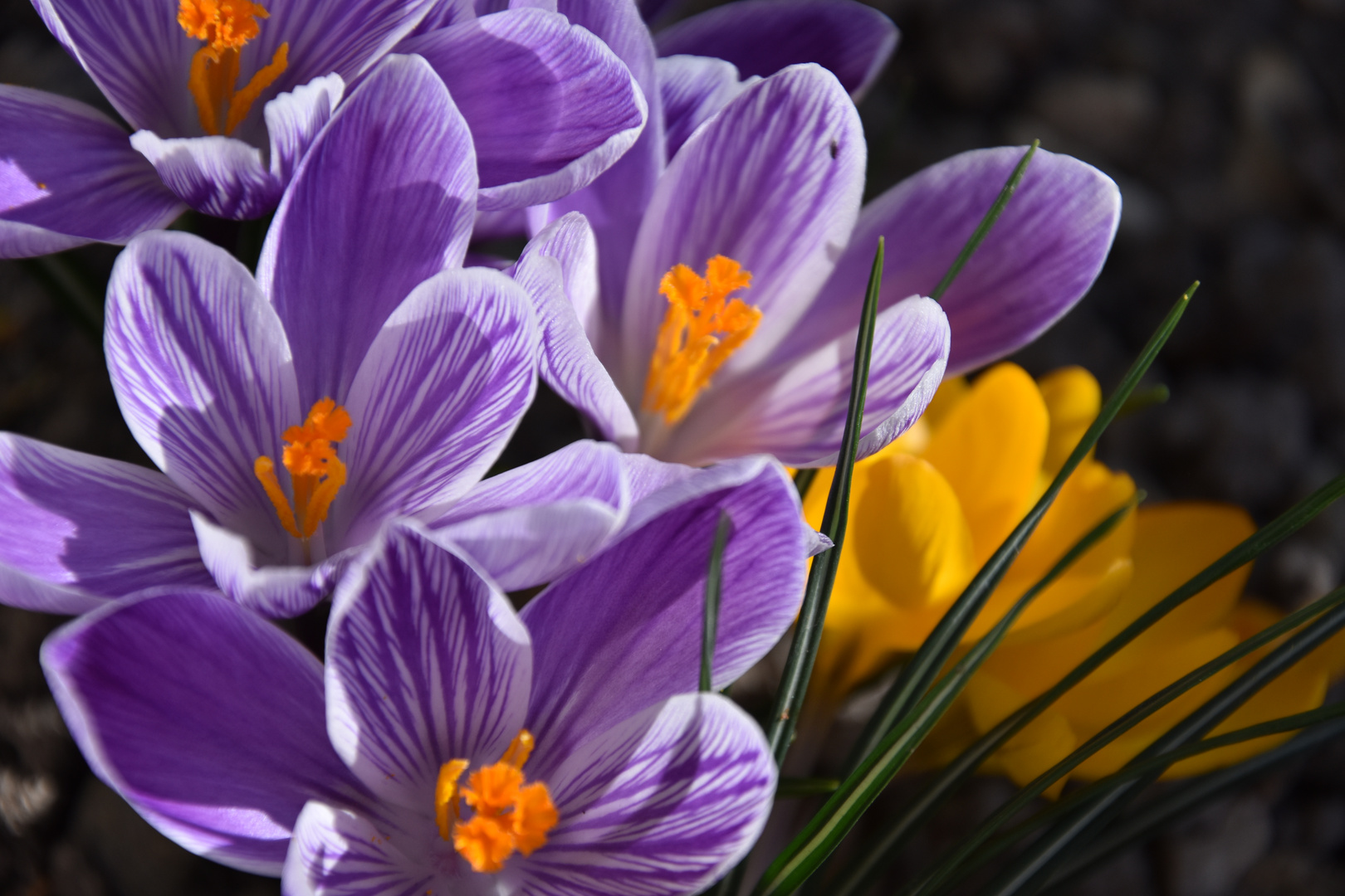 Crocus