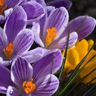 Crocus