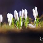 Crocus