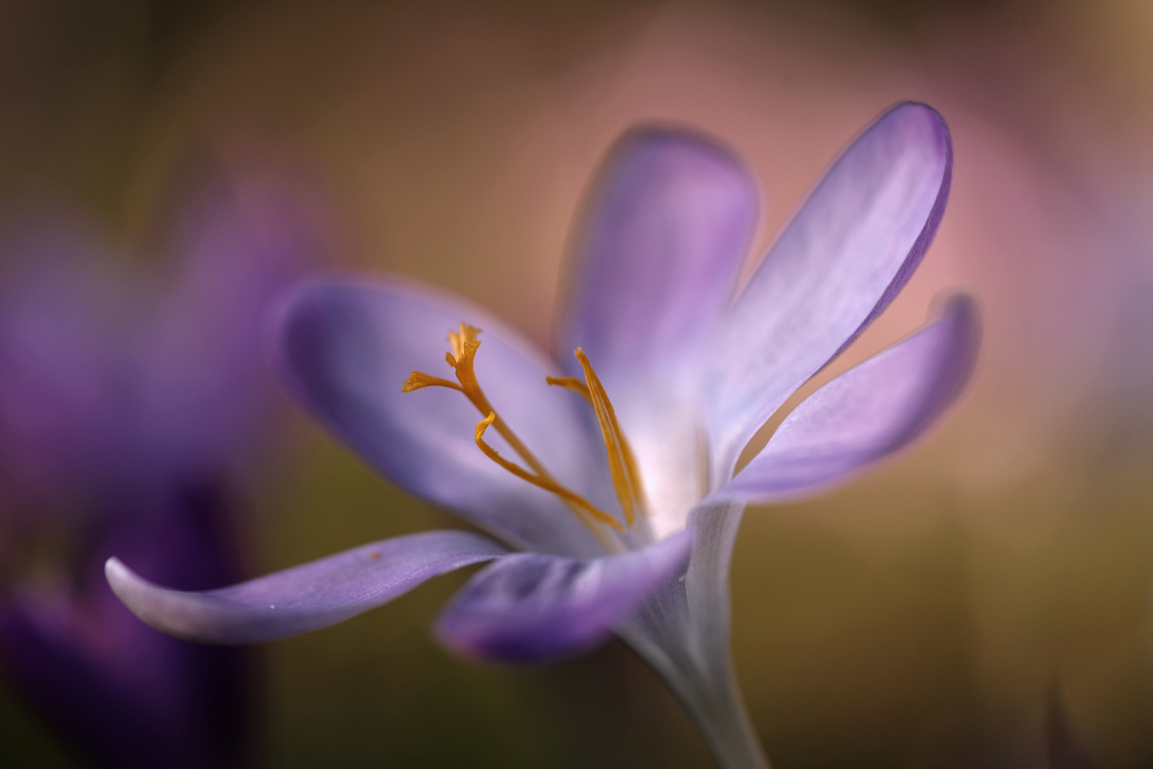 Crocus - ein Hauch von Frühling Mitte im Februar