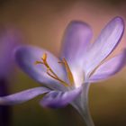 Crocus - ein Hauch von Frühling Mitte im Februar