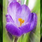 Crocus en fleur