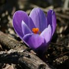 crocus en forêt