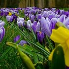 Crocus explosion