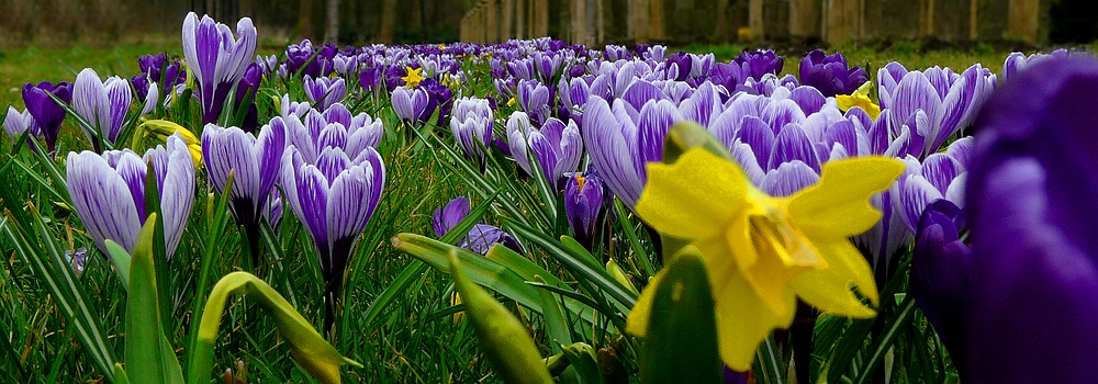 Crocus explosion