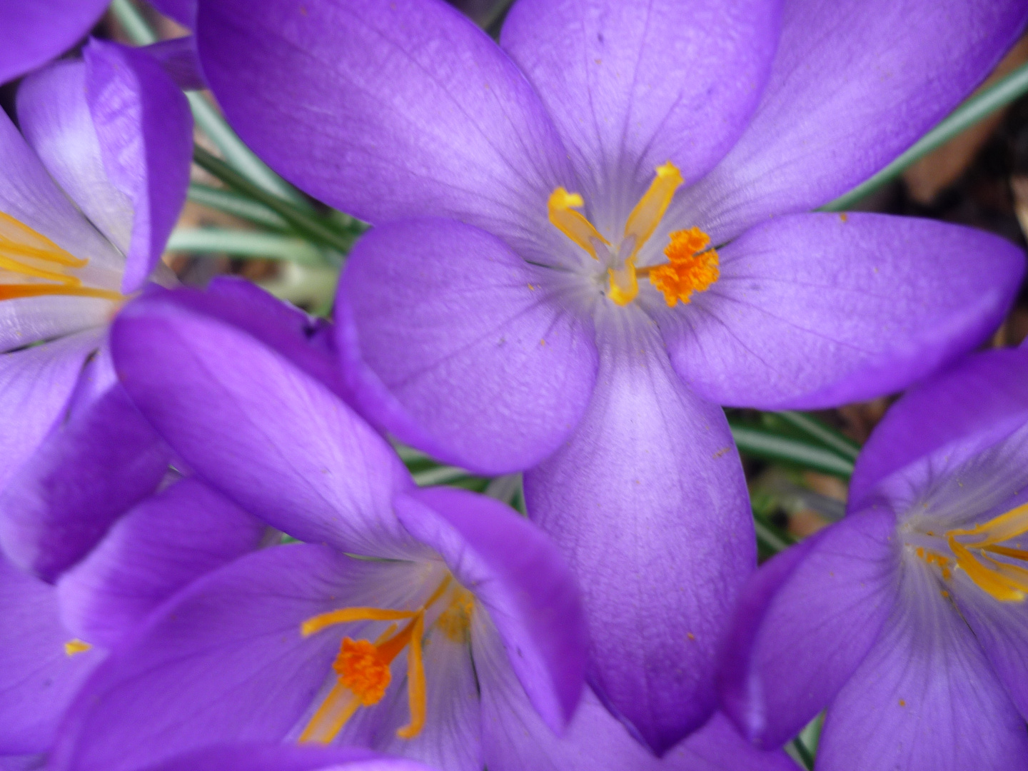 crocus