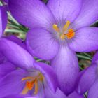 crocus