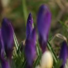 crocus