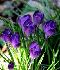 crocus