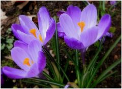 crocus