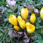 Crocus