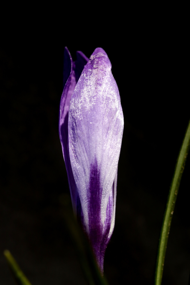 Crocus