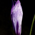 Crocus