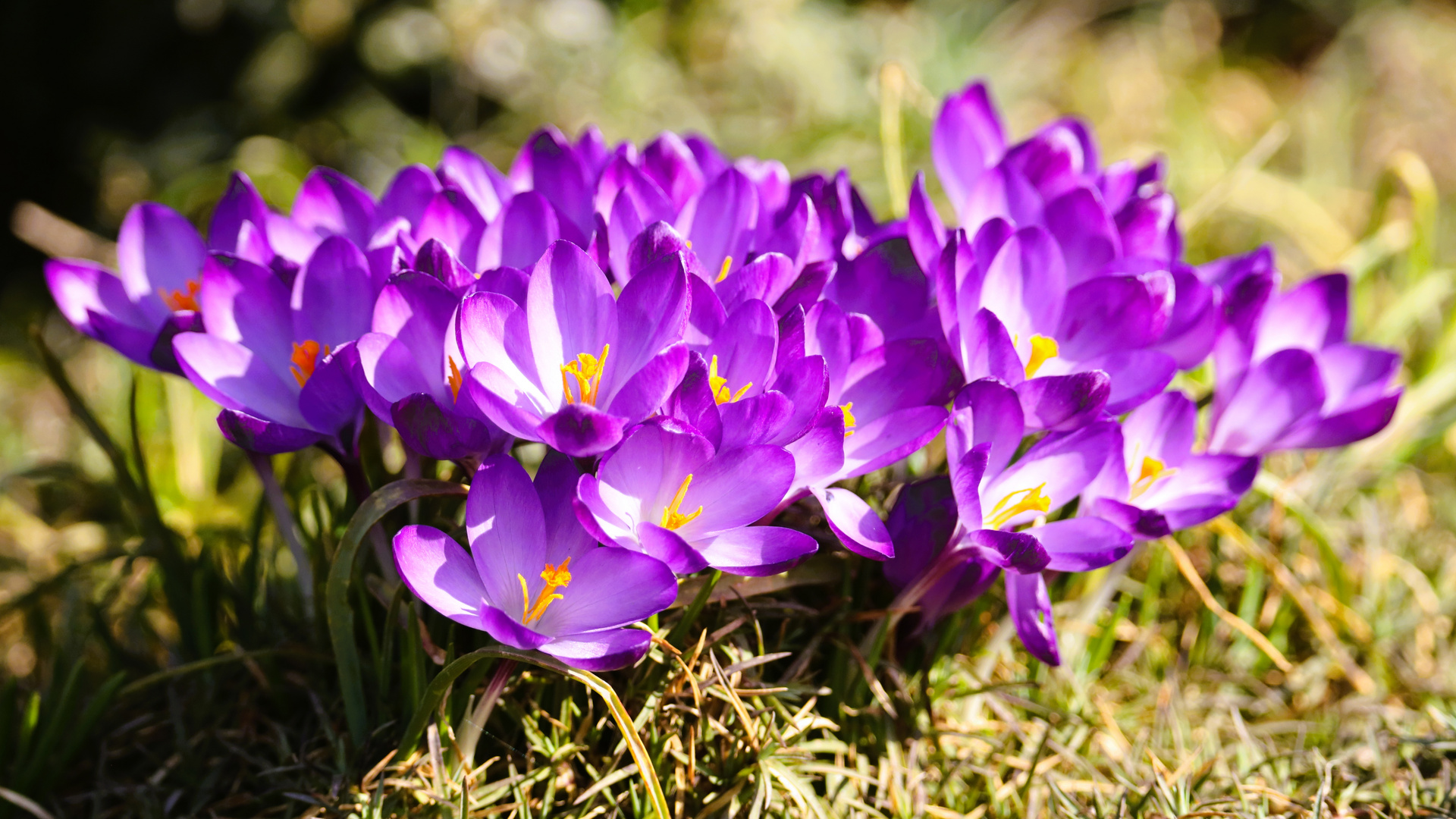 Crocus Family ()