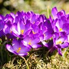 Crocus Family ()