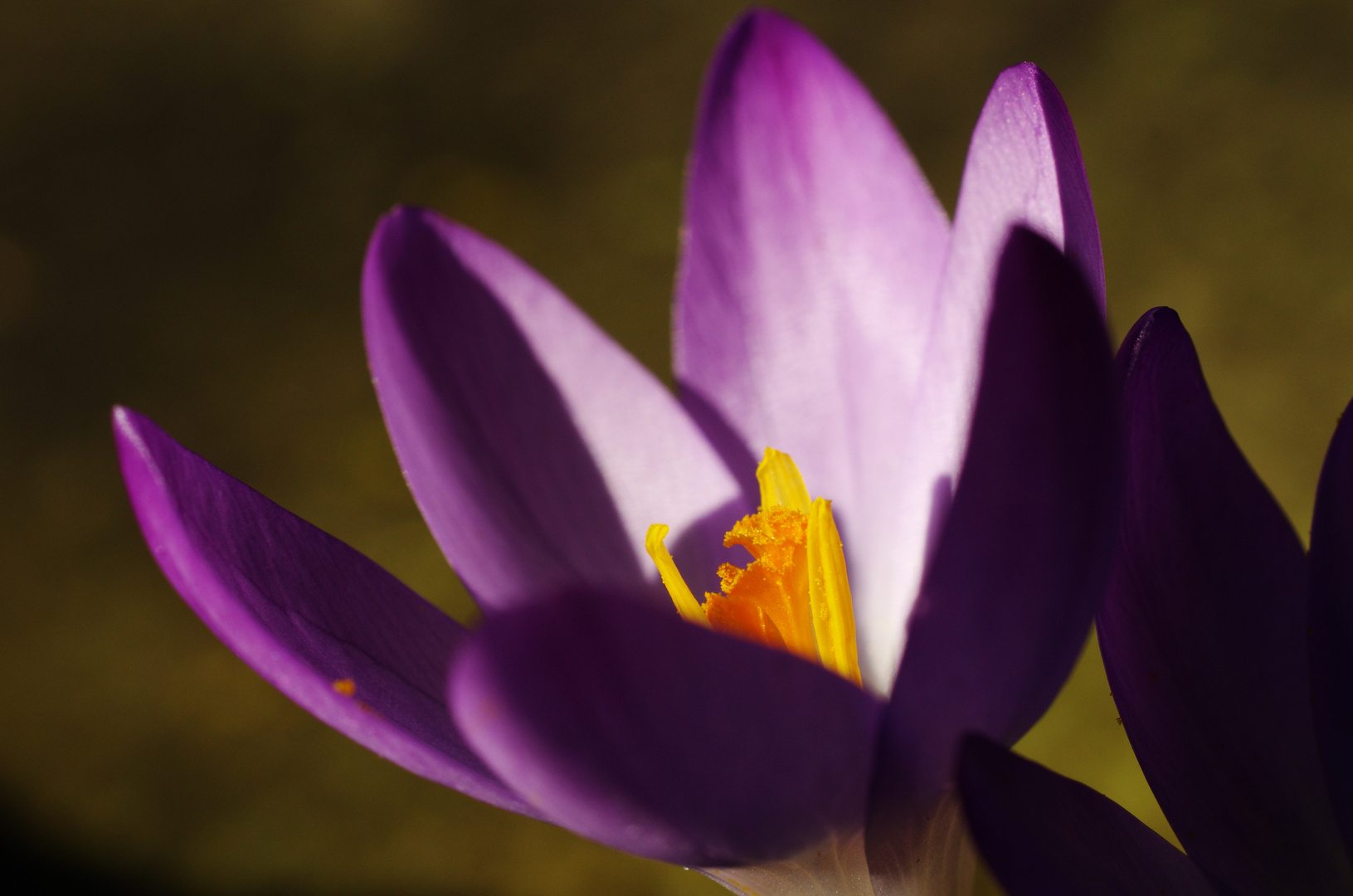 Crocus