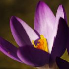 Crocus