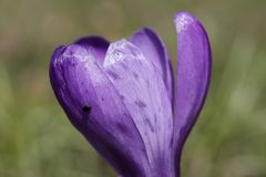 Crocus