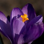 Crocus