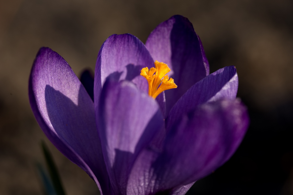 Crocus
