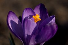 Crocus