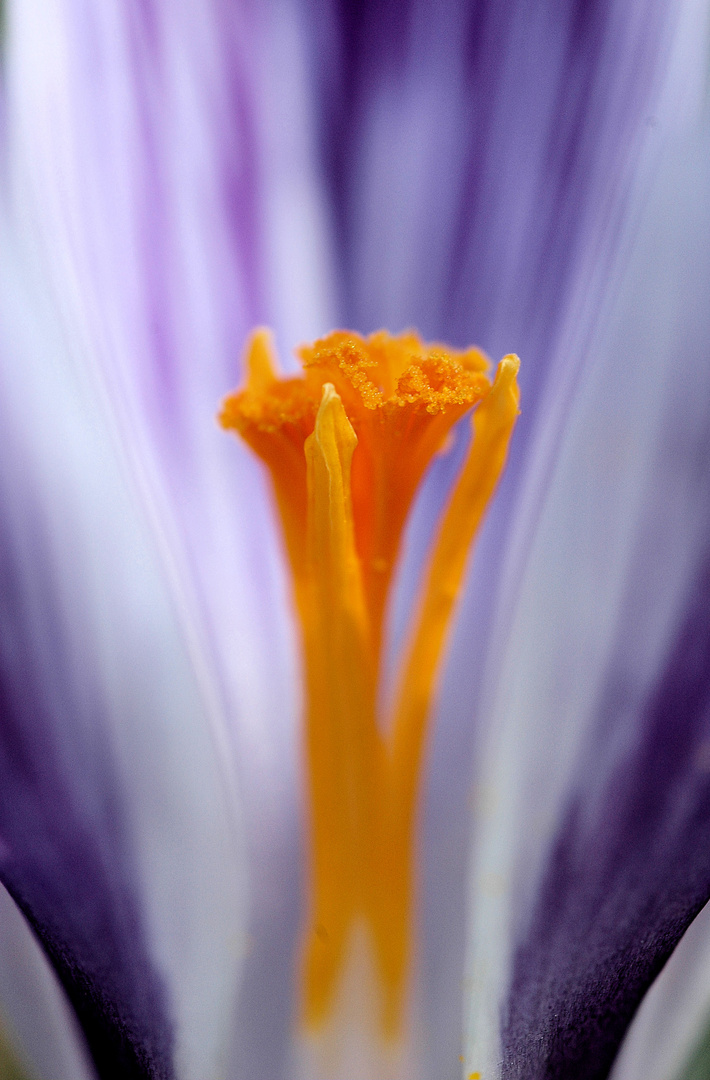 crocus